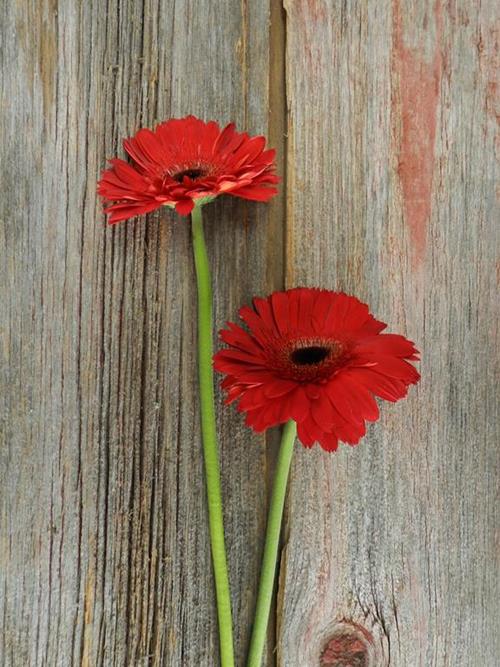  INFERNO RED GERBERA DAISY